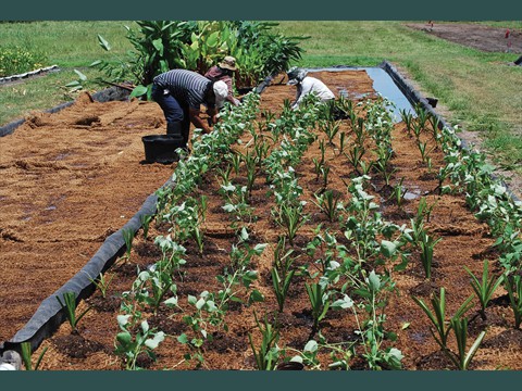 1Planting Wetland Carpets