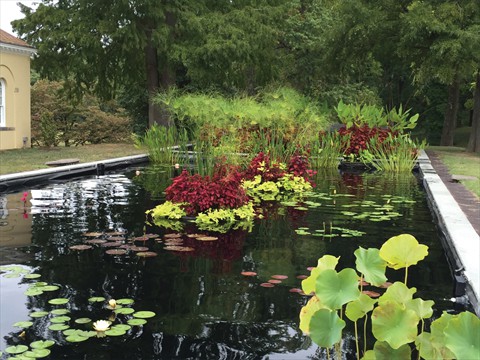 Colorburst Rafts in Reflecting Pool1