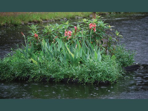 Wetland Raft in Stormwater Pond1