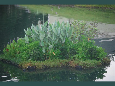 Wetland Raft Group in Stormwater Pond2