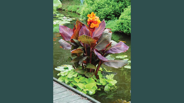 'African Sunset' Canna Island