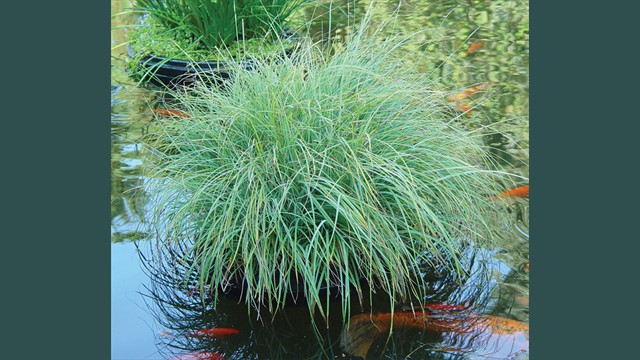 Carex Glauca Island