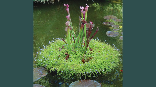 'Dana's Delight' Sarracenia Island