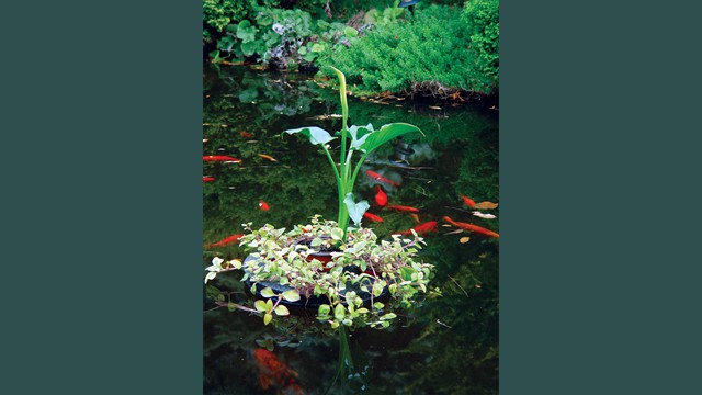 Sundial Island with White Calla